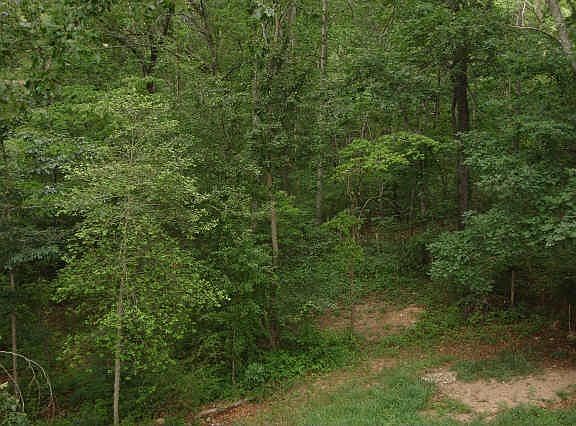 view of the Wooded Lot from the back deck