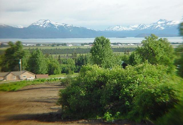 1st image of L2A1 Little Fireweed