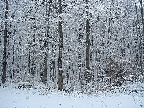 snow covered backed yard