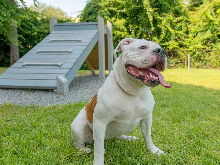 Indigo Isles is a pet-friendly community offering off-leash fun.