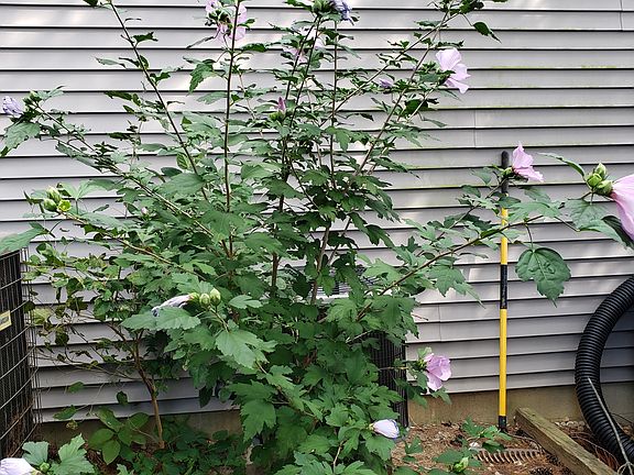 Flowering tree, will be movedtofrontofhome