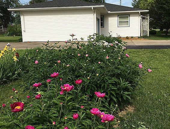 Landscaping/garden space