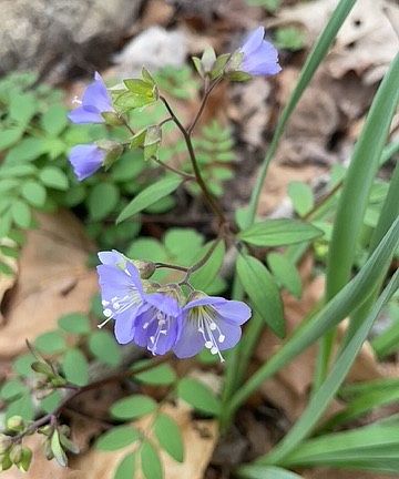 51st image of 6223 Bell Branch Trl