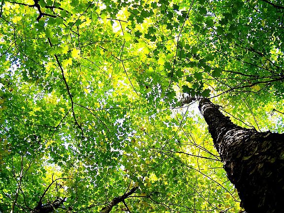 100 feet from nature