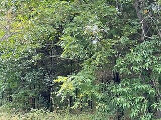 1st image of Tract 1 Business 60 Hwy