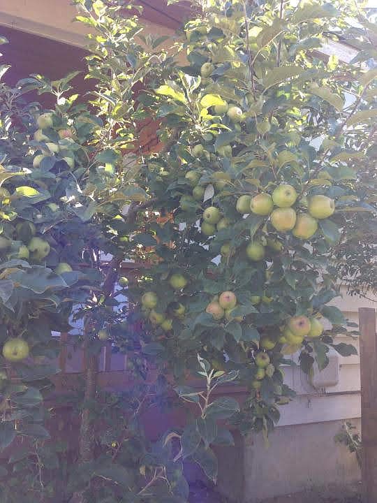 apples