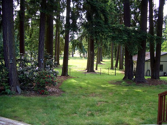 Park like setting with old growth trees 