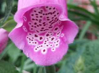 133 Teaberry Dr, Boone, NC 28607