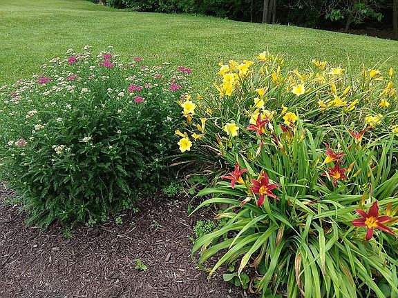 Yarrow and day lilies 