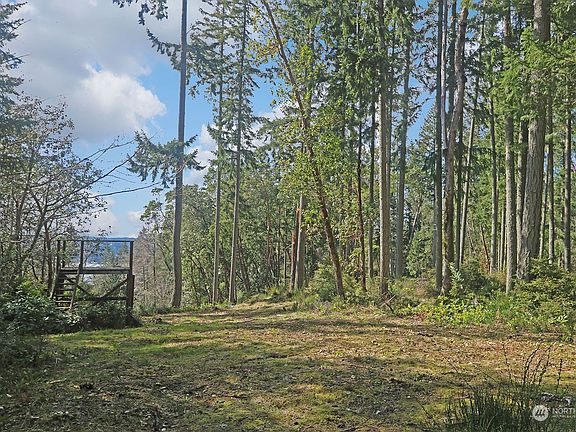 The fir trees create a majestic natural border for the pathway or possible driveway.>