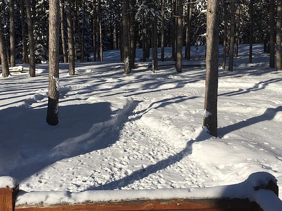 Backyard winter view 