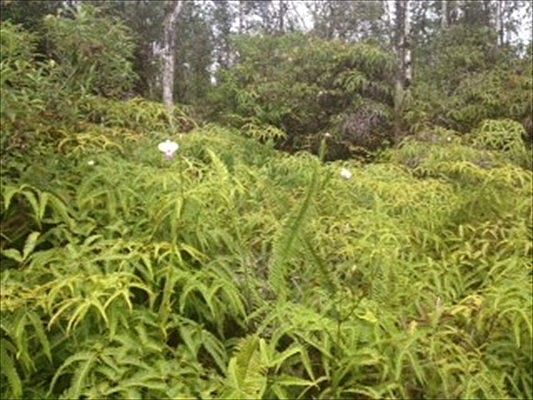 4th image of Iao St Lot 471