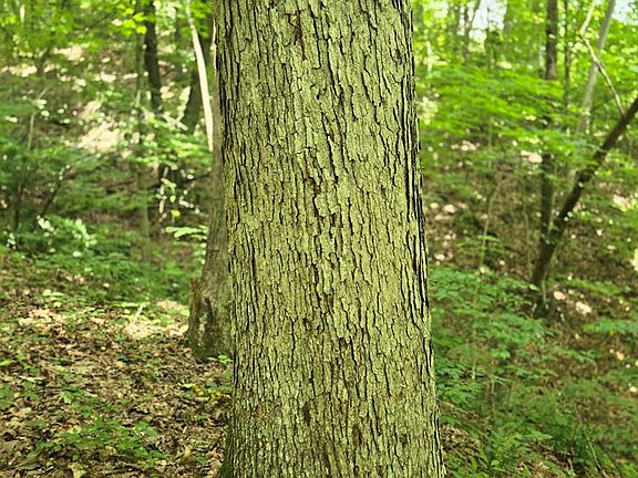 5th image of 0 Dutch Ridge Rd