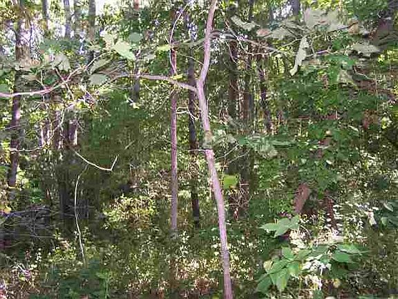 3rd image of 9A Pine Ct #33