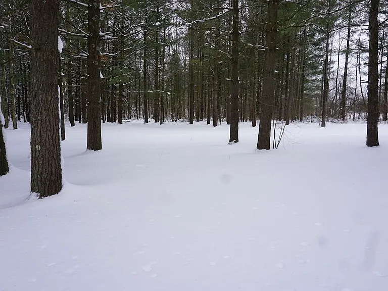 Part of rear yard.