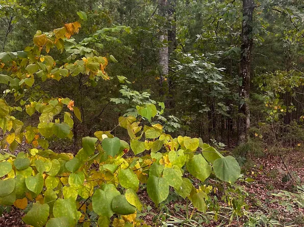 1223 Mill Creek Rd, Higden, AR 72067