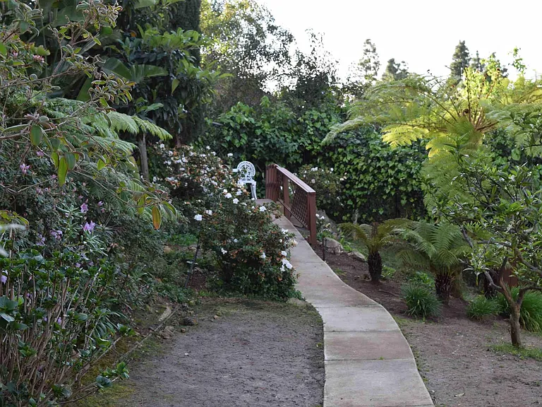 Back yard