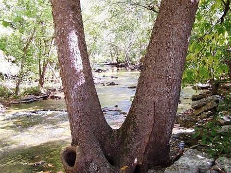 Unbelievable creek views