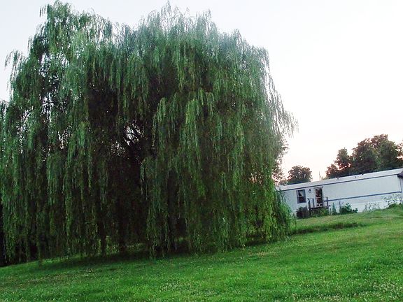 25 ft tall Weeping willow