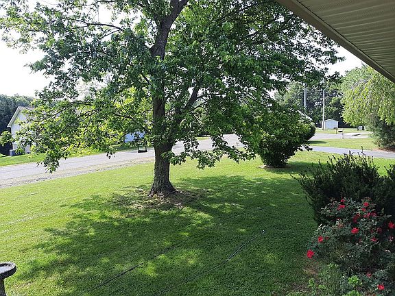 Tree in Front Yard 
