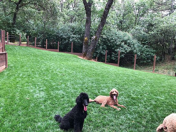 beautiful lg fenced dog yd