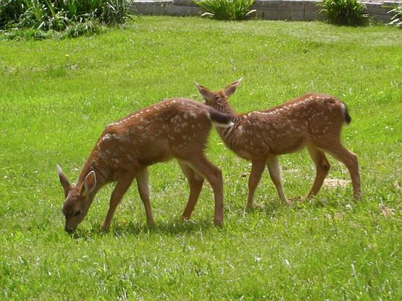 lots of wildlife visiting
