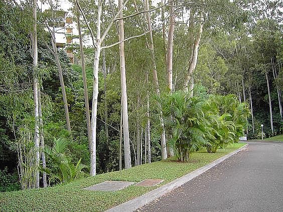 Lemony scent, Eucalyptus 