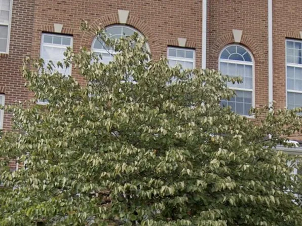 15212 Rosemont Manor Dr, Haymarket, VA 20169