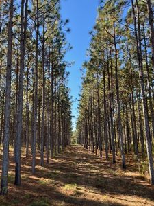 265 Williford Rd, Rebecca, GA, 31783