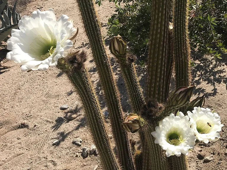 6577 Desert Queen Ave — Photo 43