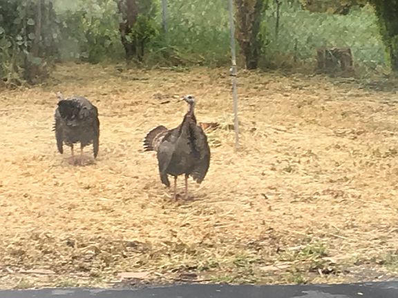 Meet some of the neighbors