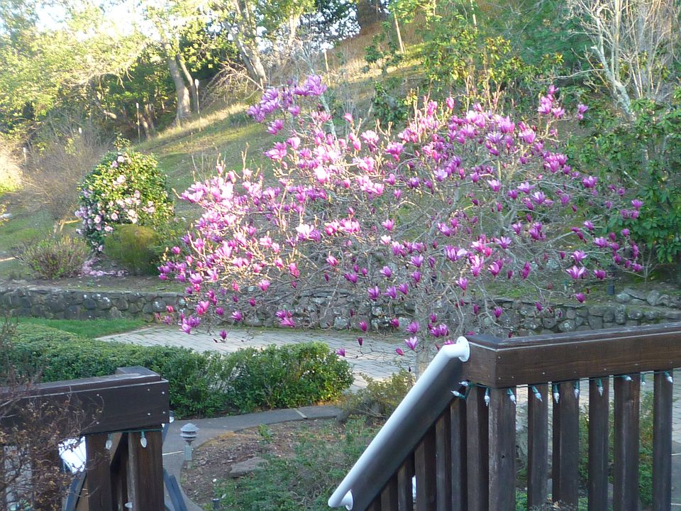 2nd image of 6 Redbud Ct