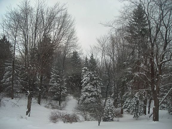 Backyard in winter
