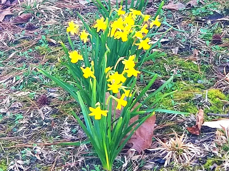 Daffodills in the front yard