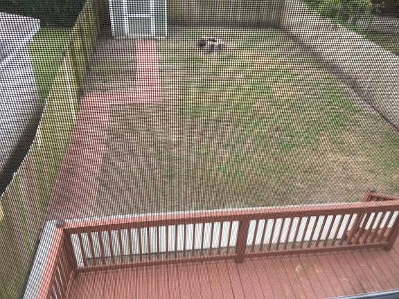 Deck and backyard