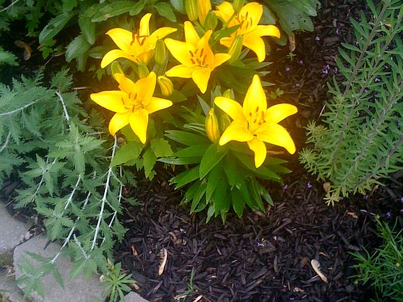Spring Lillies