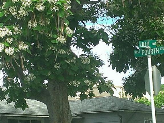 5th image of 506 Lillie Ln