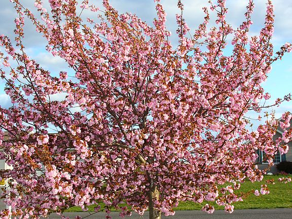 Front yard tree