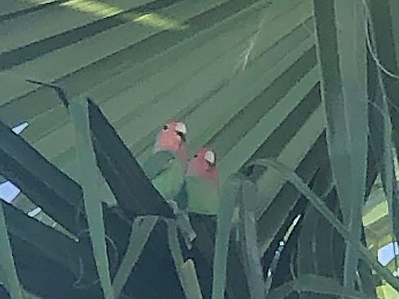 Parakeets in the palm 