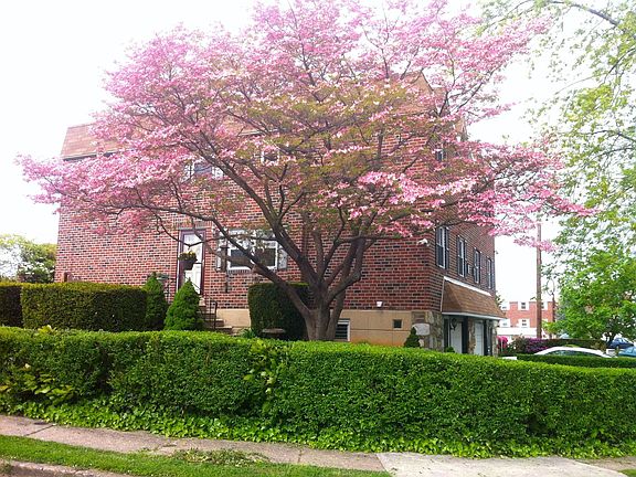 Flowering Dogwood