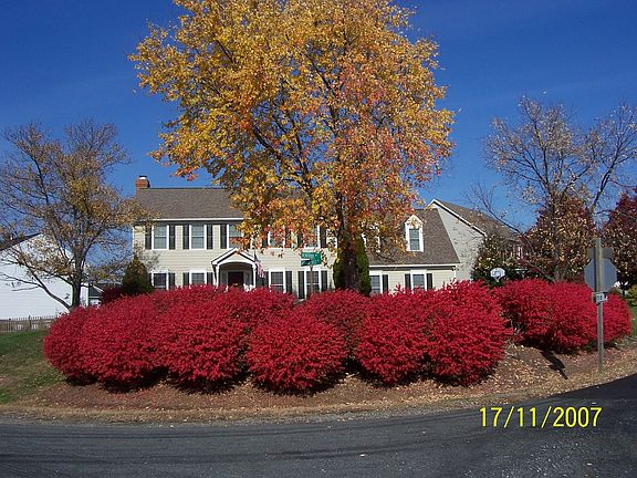 Firebushes