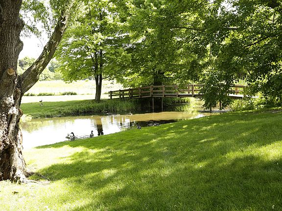 Wildlife to enjoy around pond