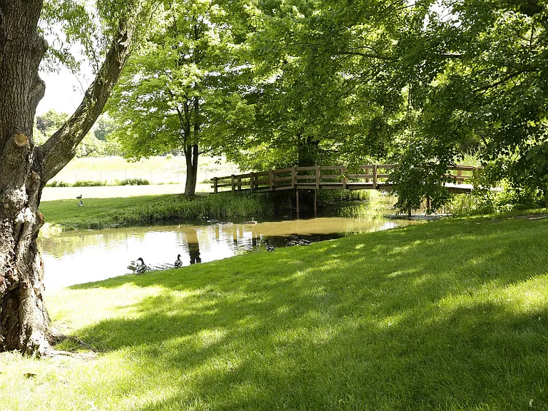 Wildlife to enjoy around pond