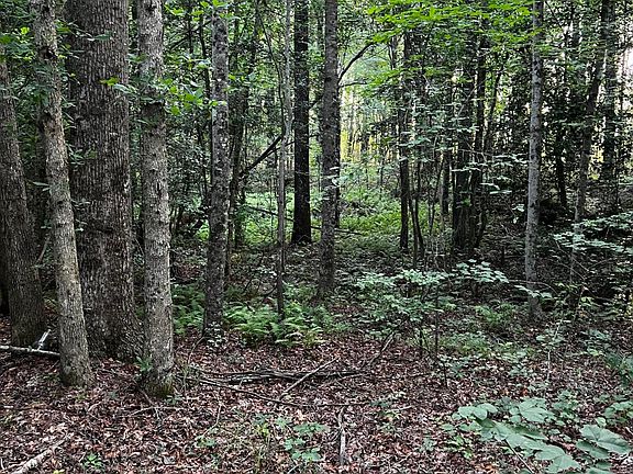 4th image of Tbd Soney Lane