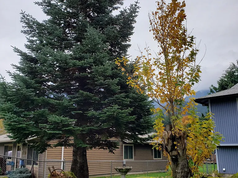 tree in front of the house
