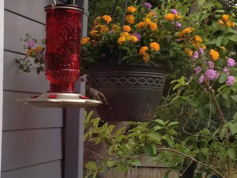 Humming Bird