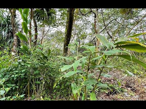 4th image of Pahoa Cir Lot 13