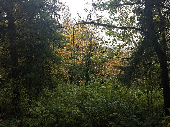 4th image of Parcel Se Tenino Ct #00043278