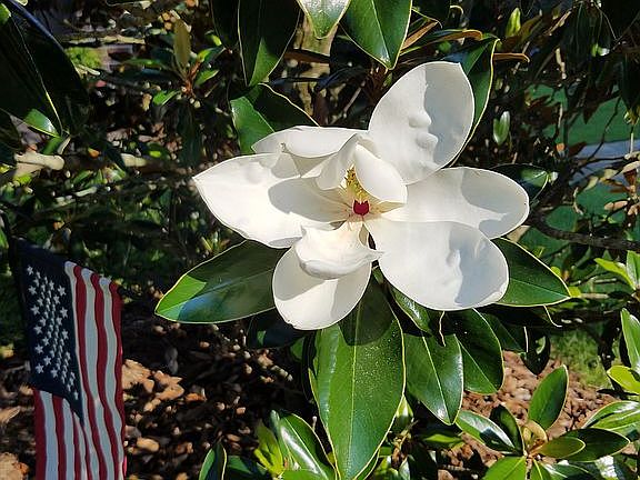 Beautiful Magnolia Tree