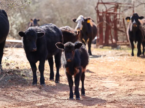 1895 County Road 448 LOT 14, Stockdale, TX 78160